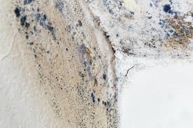 Why You Should Choose Our Mold Remediation Services in Farmersville, TX